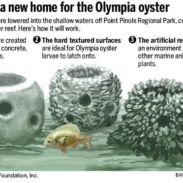 OlyOysterReefs