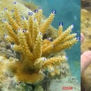 emailsizeacropora7monthspoints