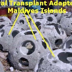 maldiveadapters