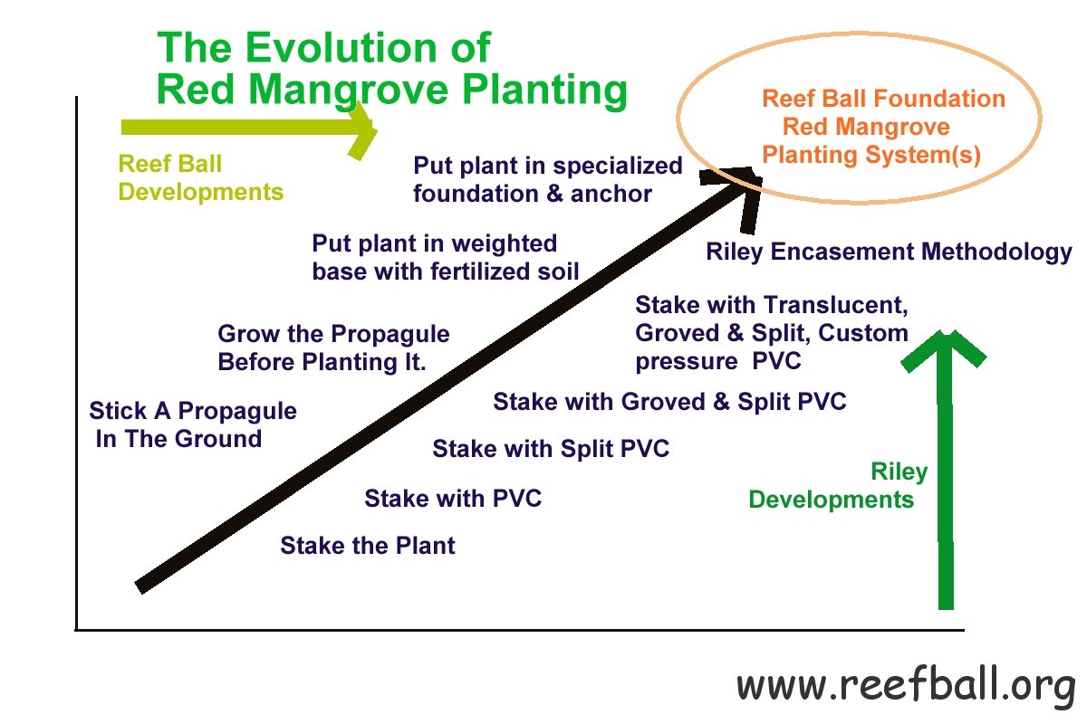 evolutionofredmangroveplantingdraft