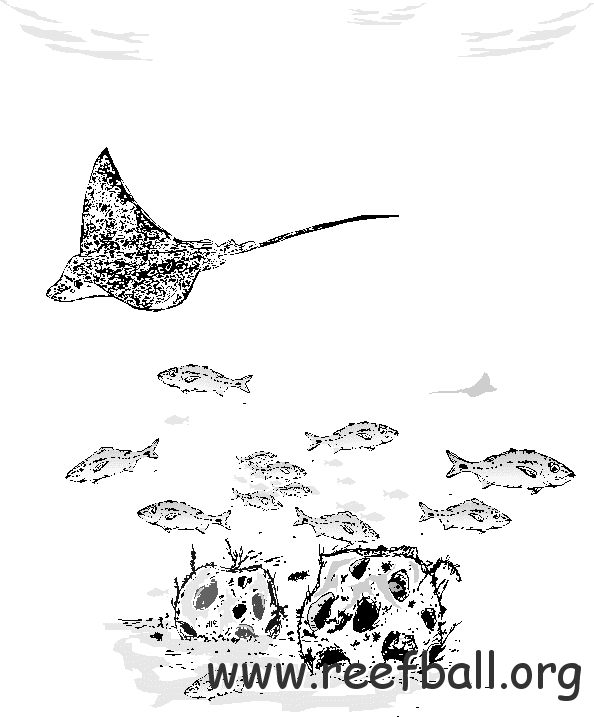 stingrayandreefballlineart