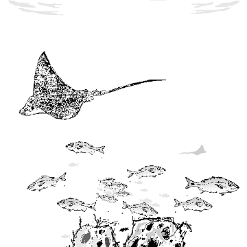 stingrayandreefballlineart