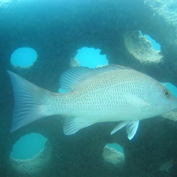 underwatermonitoringofsnapper