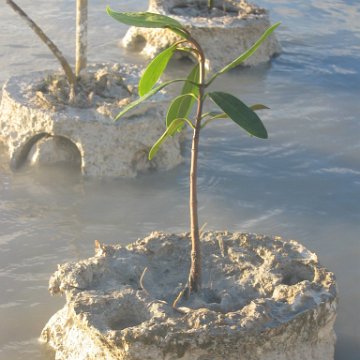 mangrovesinreefballs