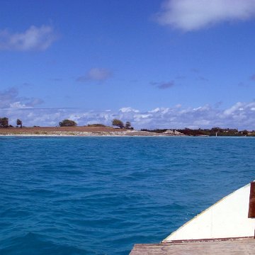 maiden island march 2008 mangroves