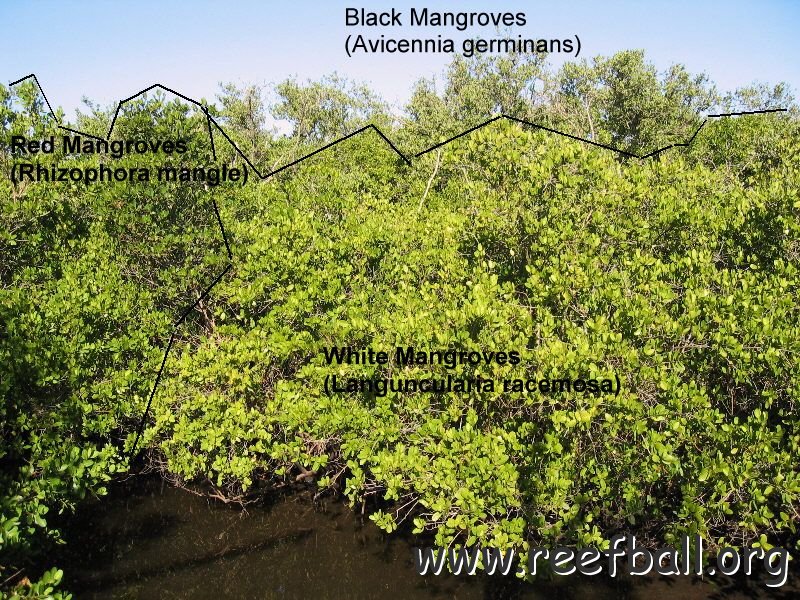 threemangrovetypes