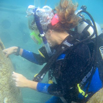 plantingofpropagatedcorals