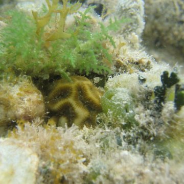 transplantedcoralsurroundedbynaturallysettledaglaesin4_monthsinantiguareefball transplantedcoralsurroundedbynaturallysettledaglaesin4_monthsinantiguareefball