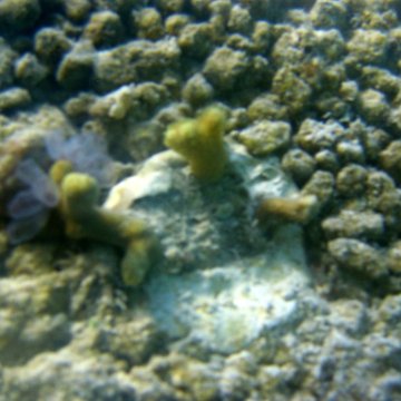 sarapicsmonitoring_080 sarapicsmonitoring_080