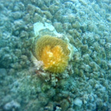 sarapicsmonitoring_084 sarapicsmonitoring_084