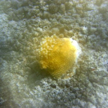 sarapicsmonitoring_096 sarapicsmonitoring_096
