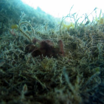 withamairfiltermaterialforlarvallobsters