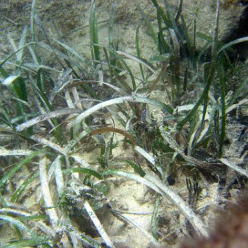 seagrass