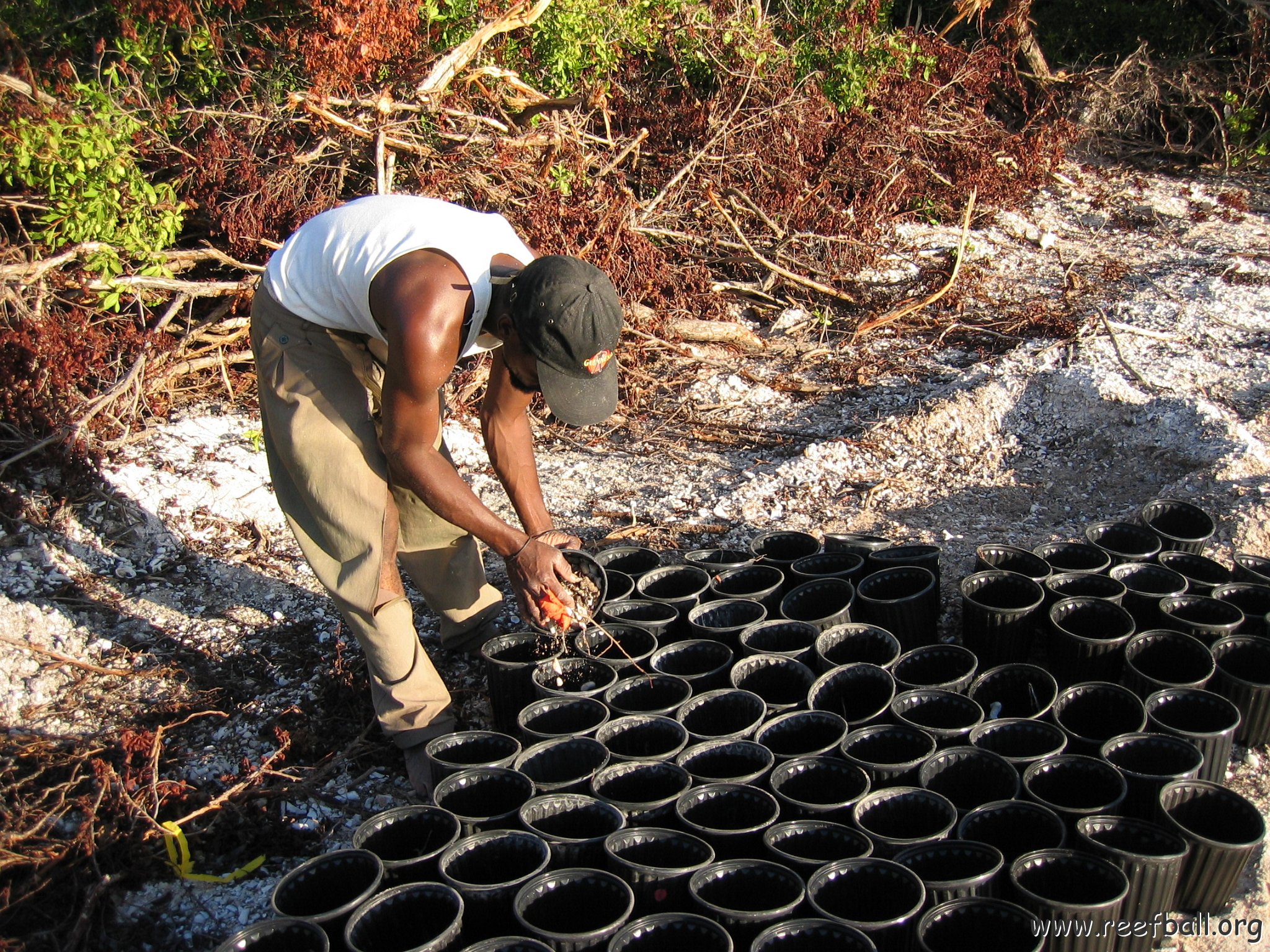 2nddaymangroves_002