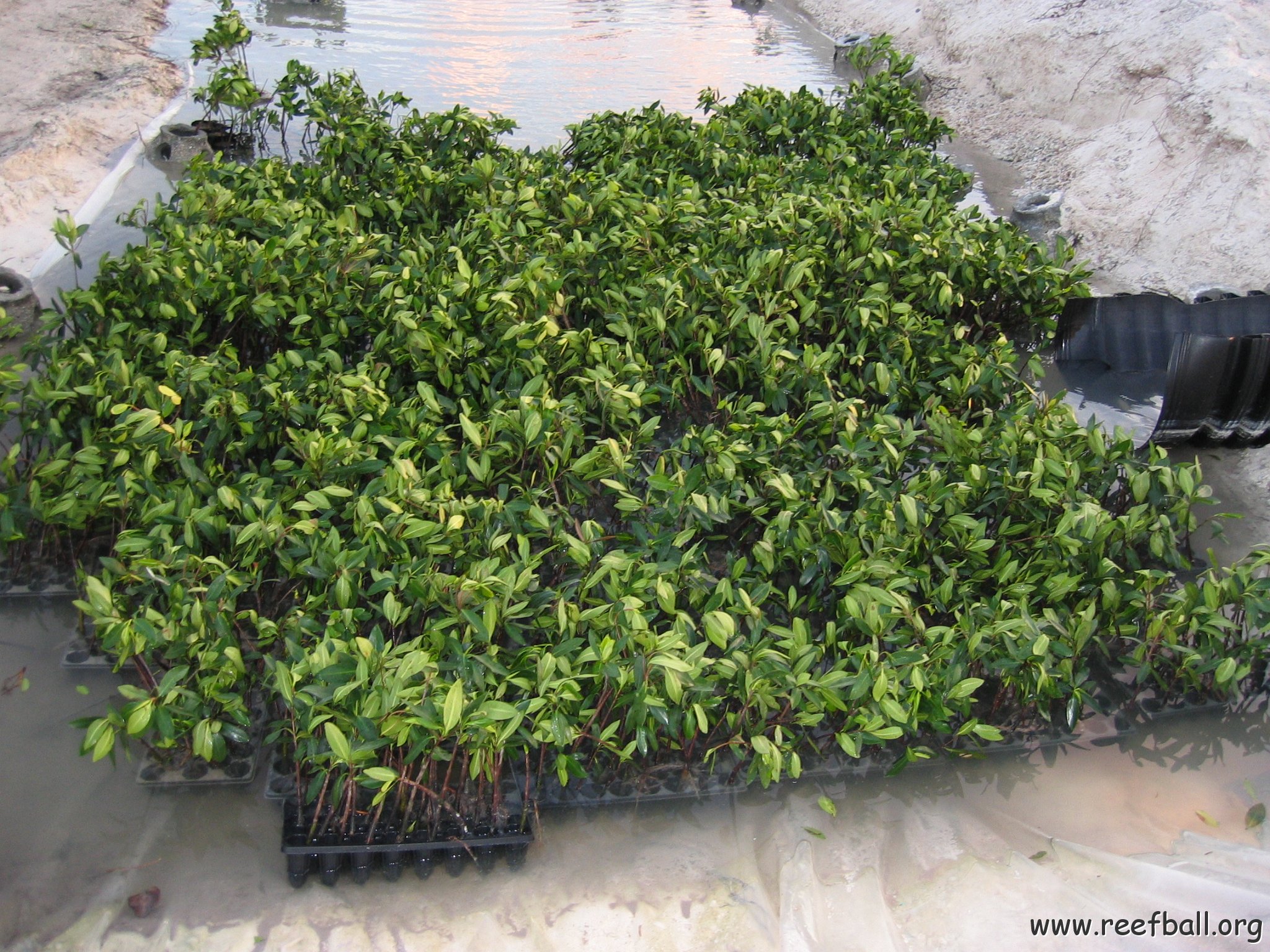 2nddaymangroves_007