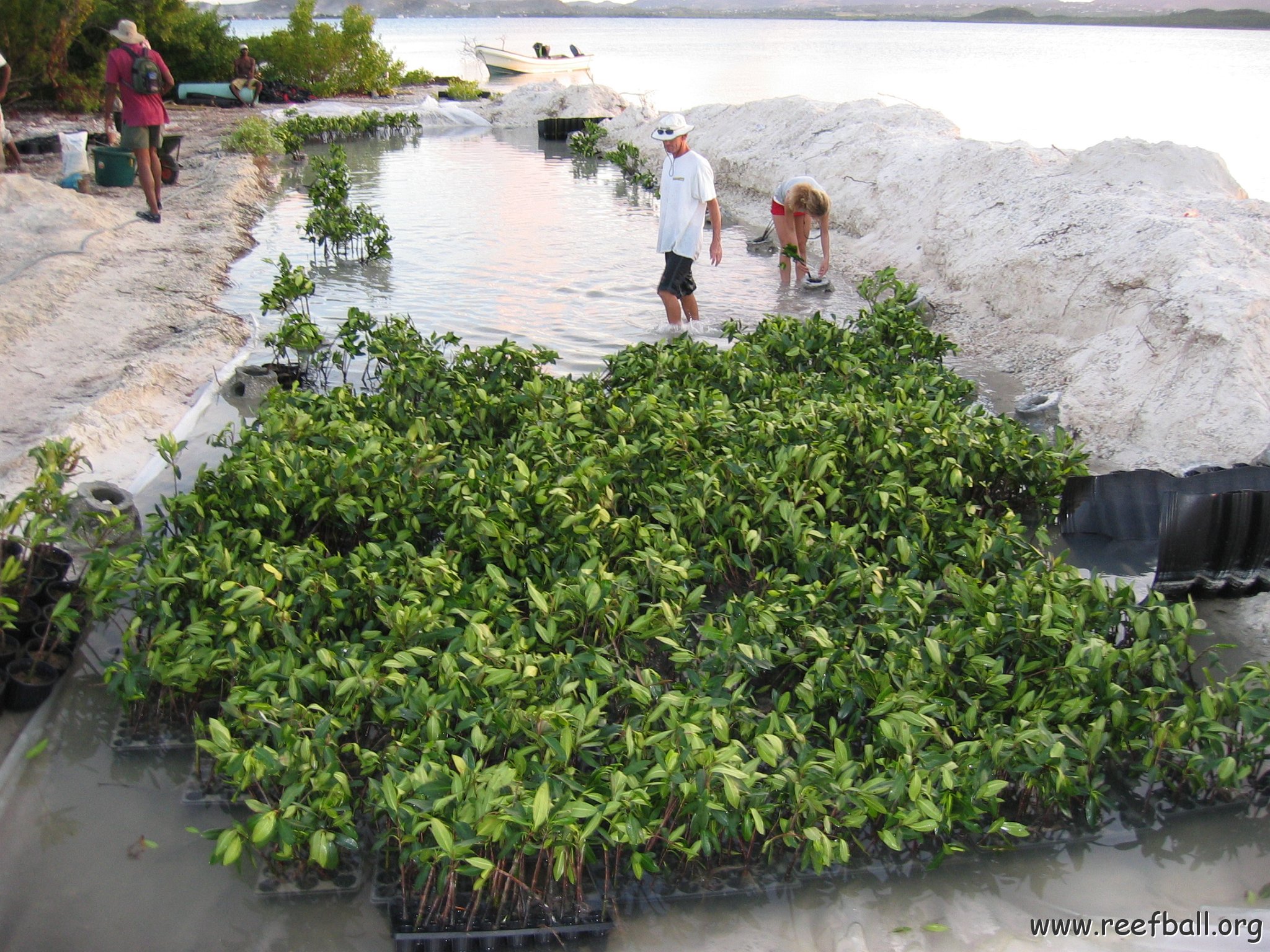 2nddaymangroves_009