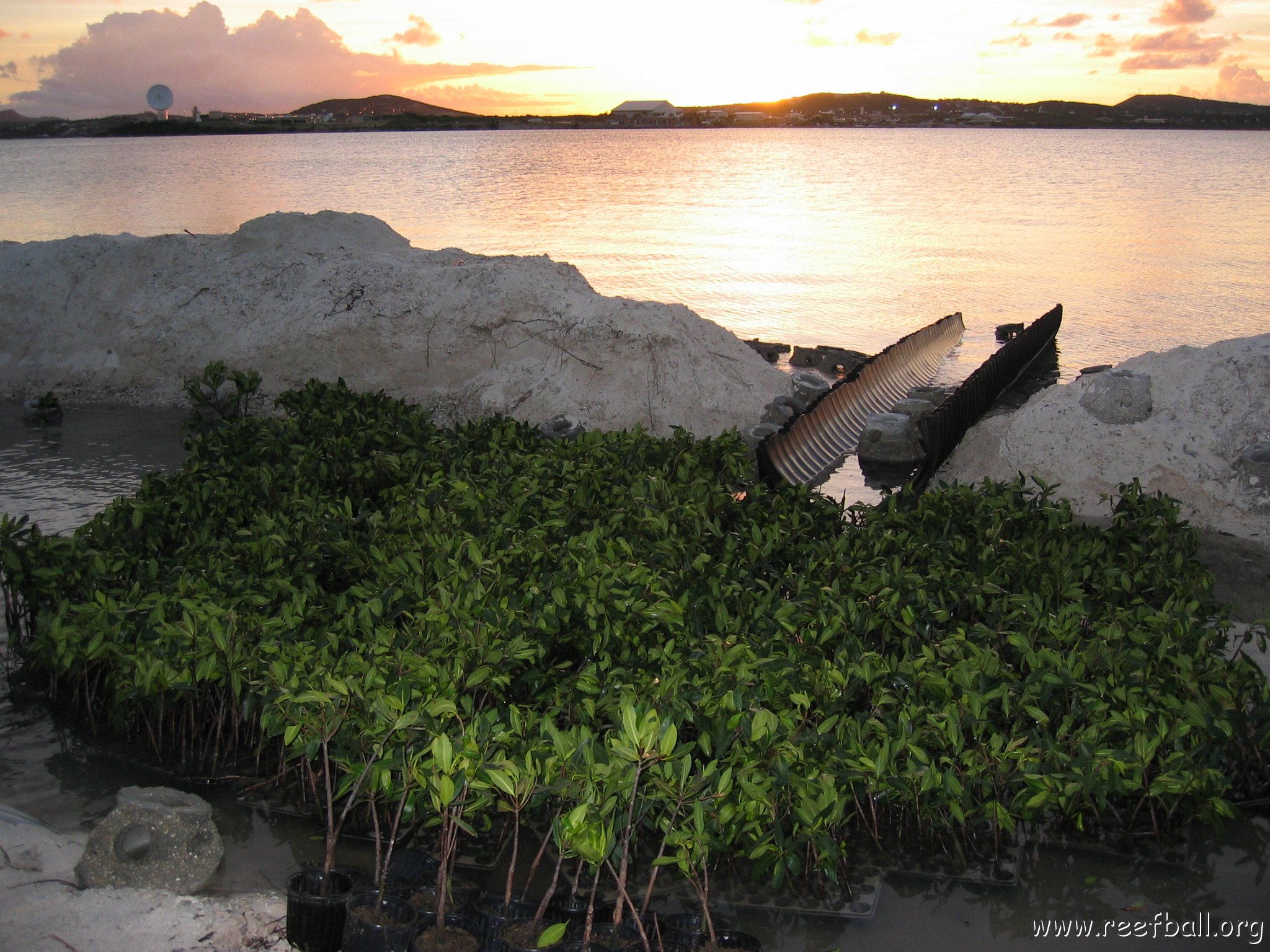 2nddaymangroves_011