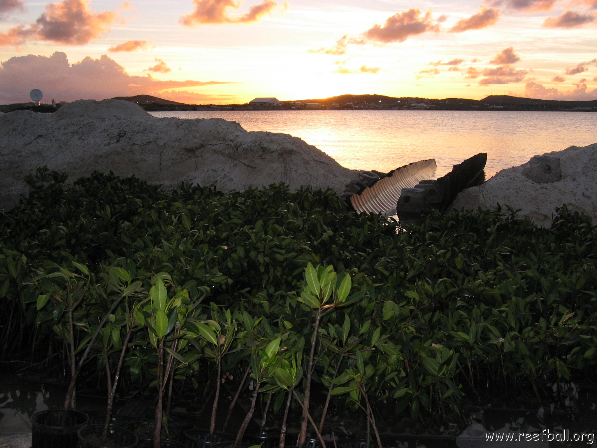 2nddaymangroves_013