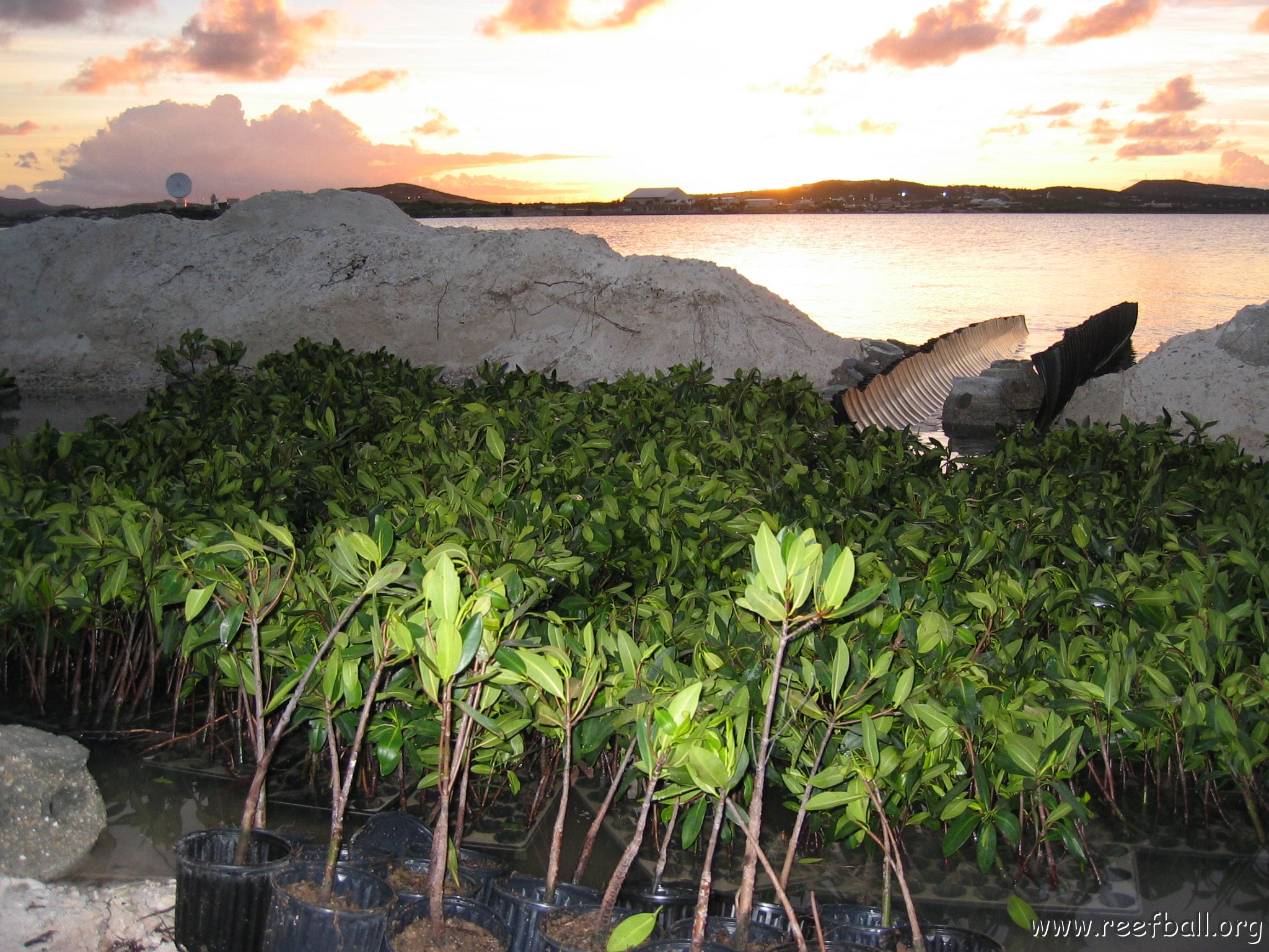 2nddaymangroves_014