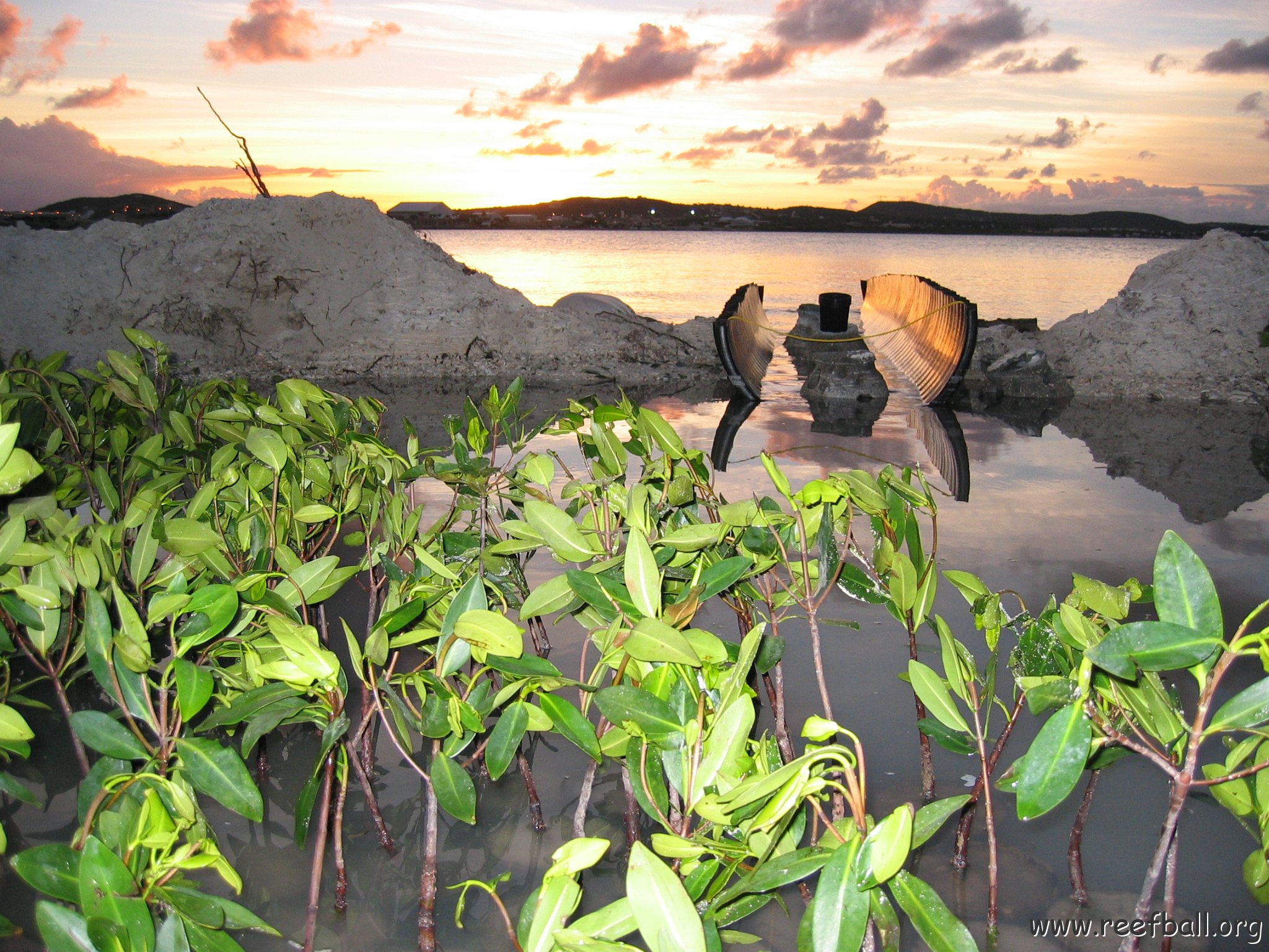 2nddaymangroves_020