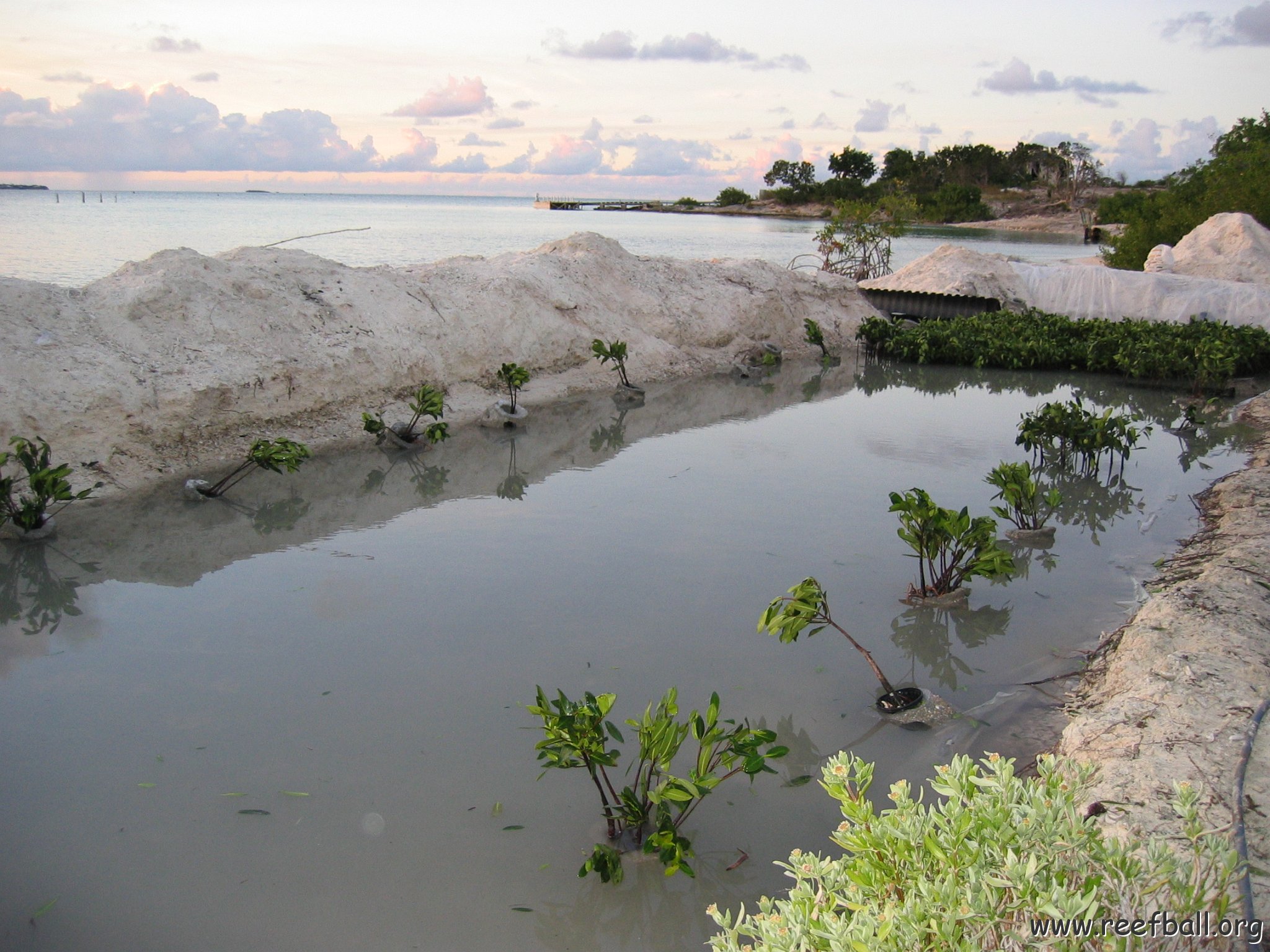 2nddaymangroves_022