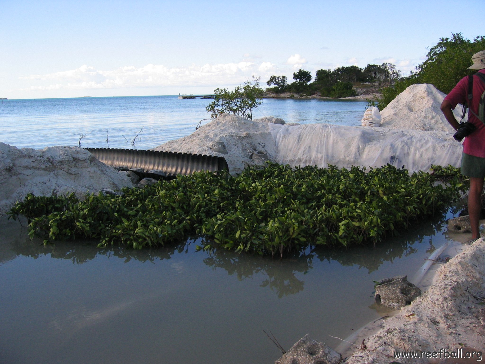 2nddaymangroves_029