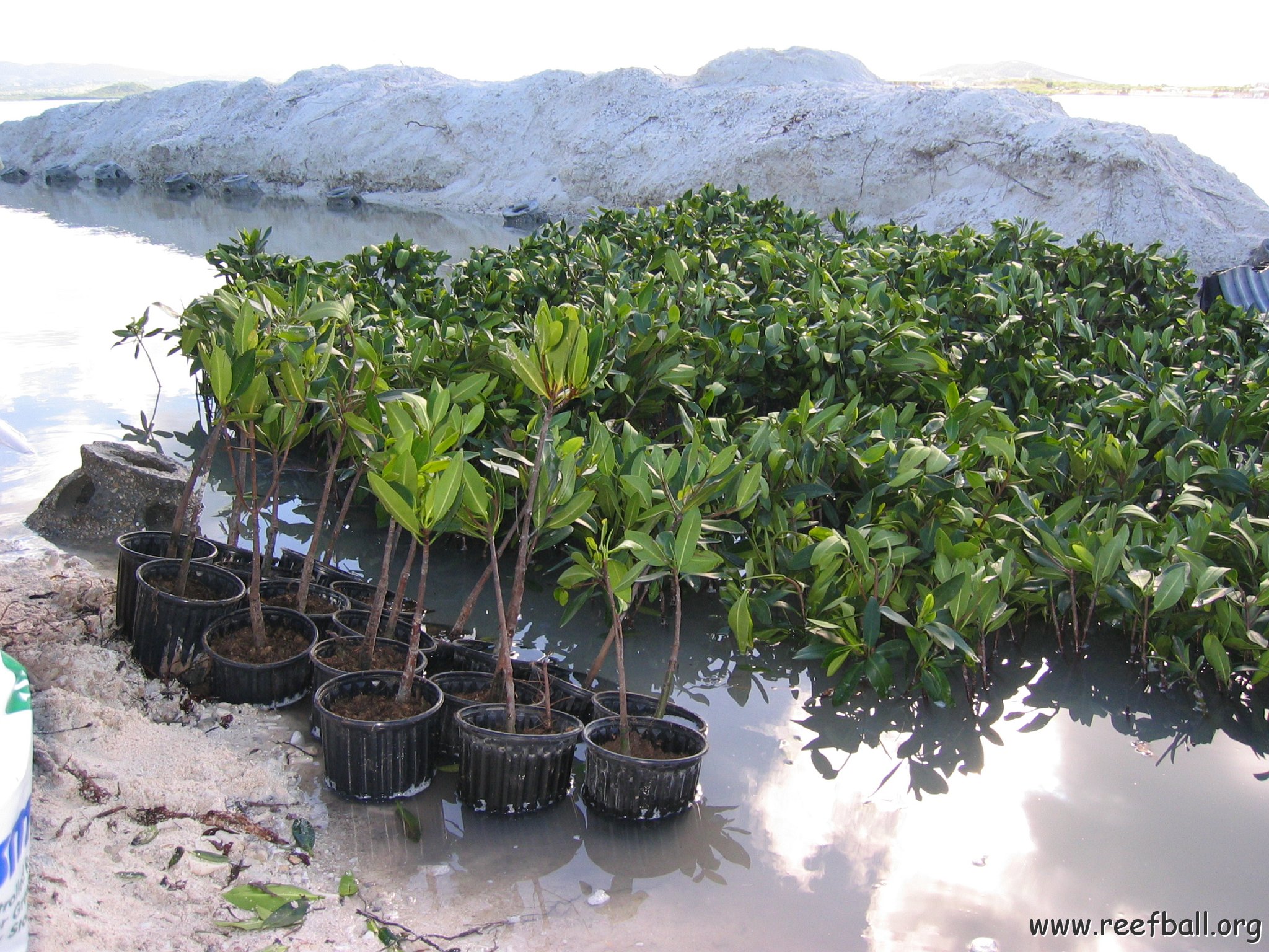 2nddaymangroves_030