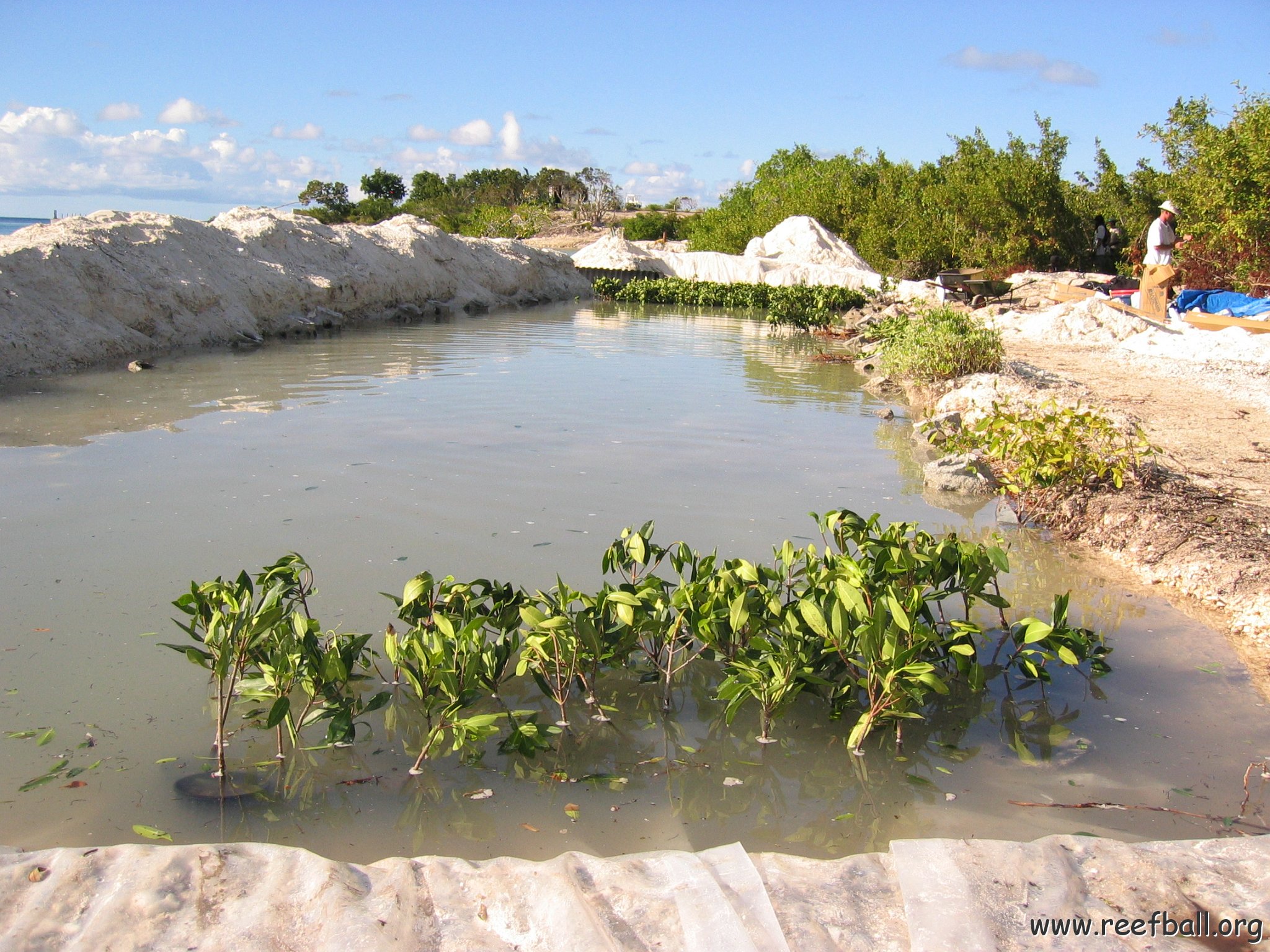 2nddaymangroves_032