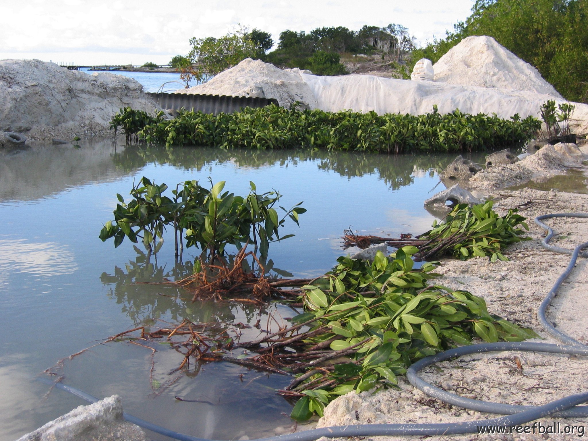 2nddaymangroves_038