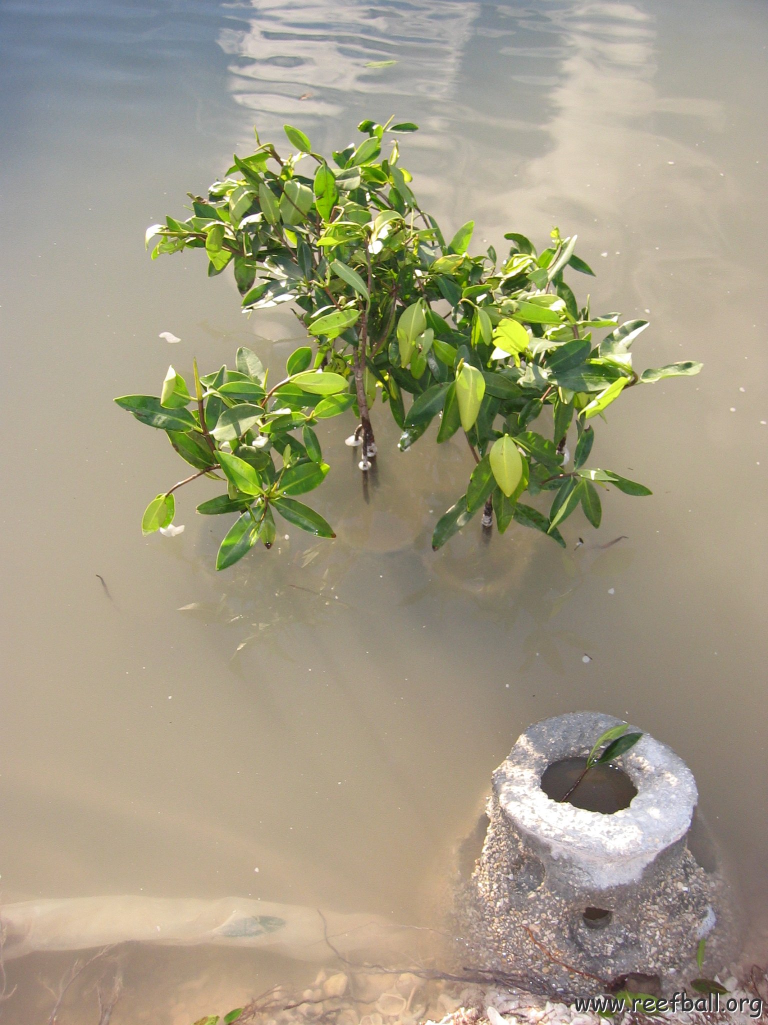 2nddaymangroves_061