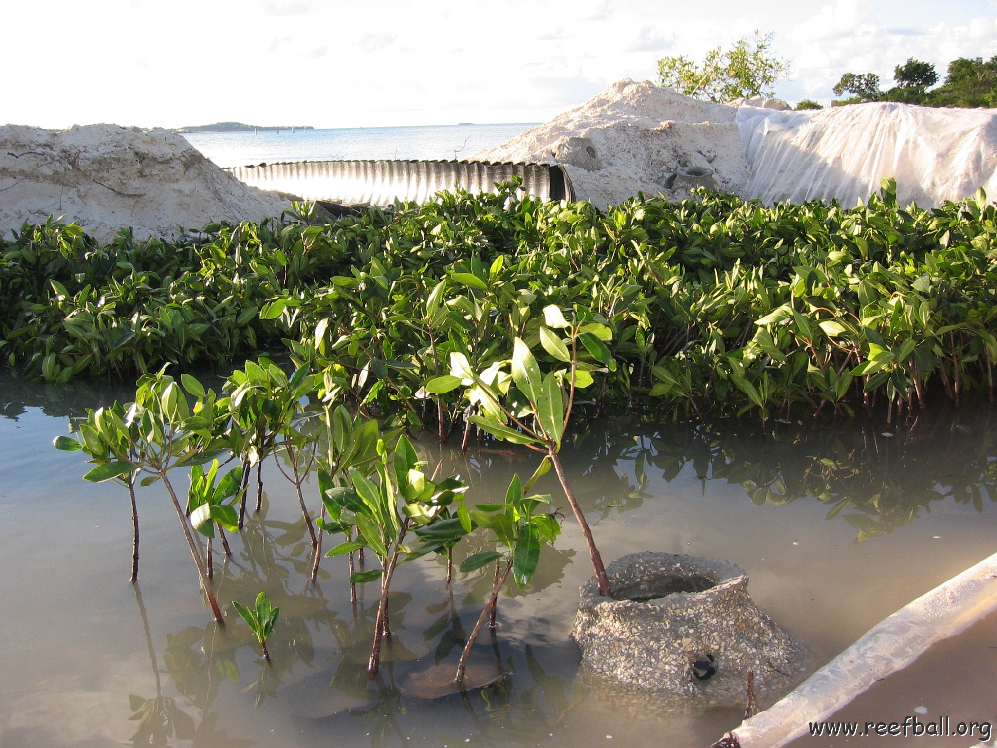 2nddaymangroves_062