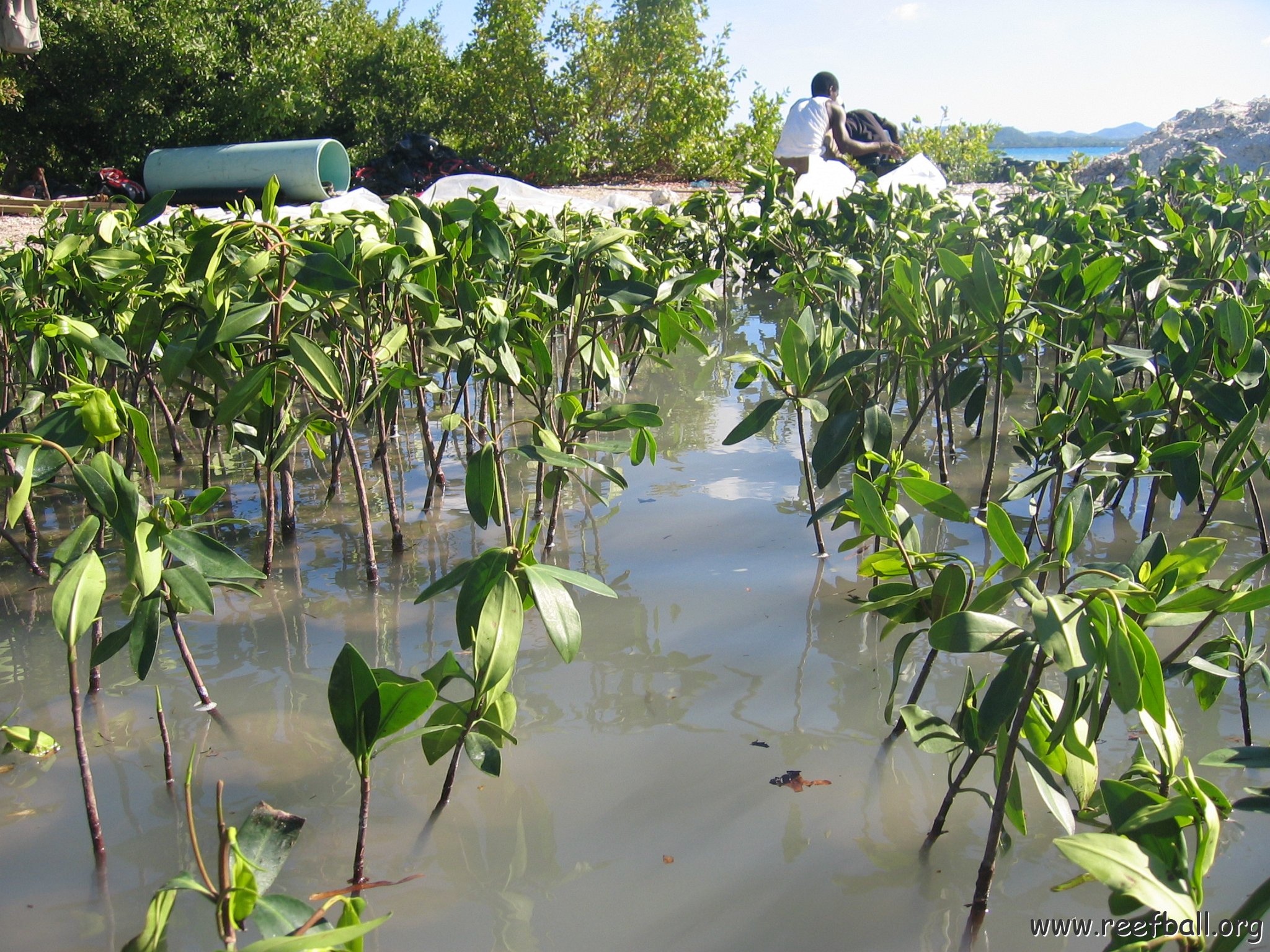 2nddaymangroves_069