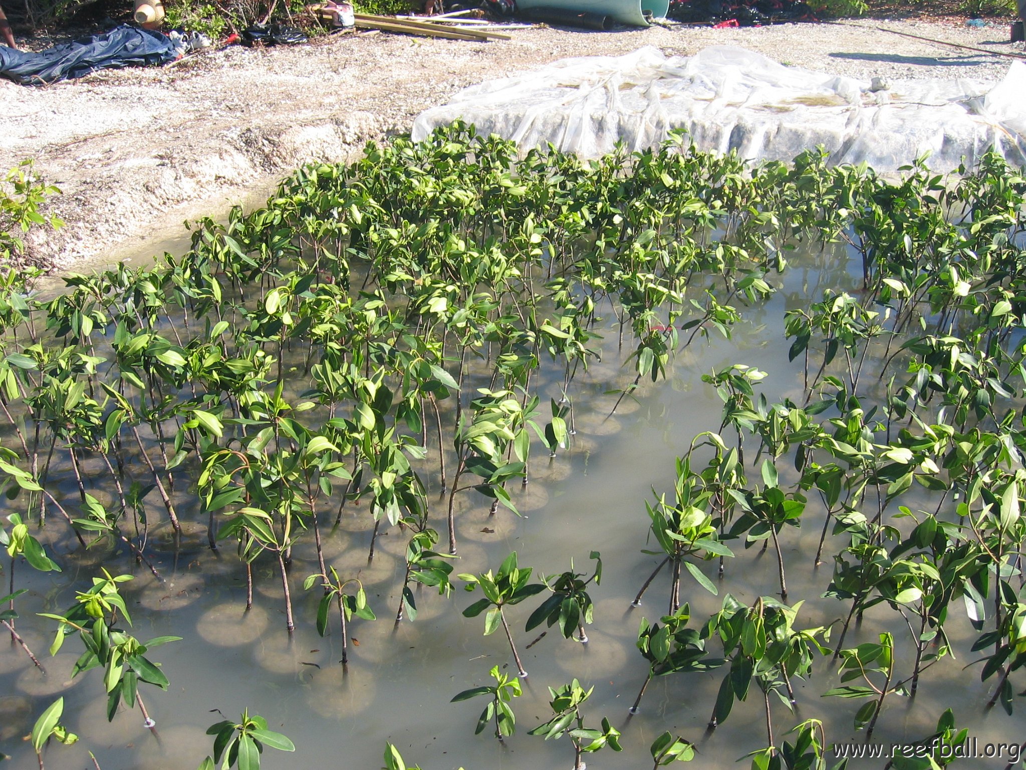 2nddaymangroves_070