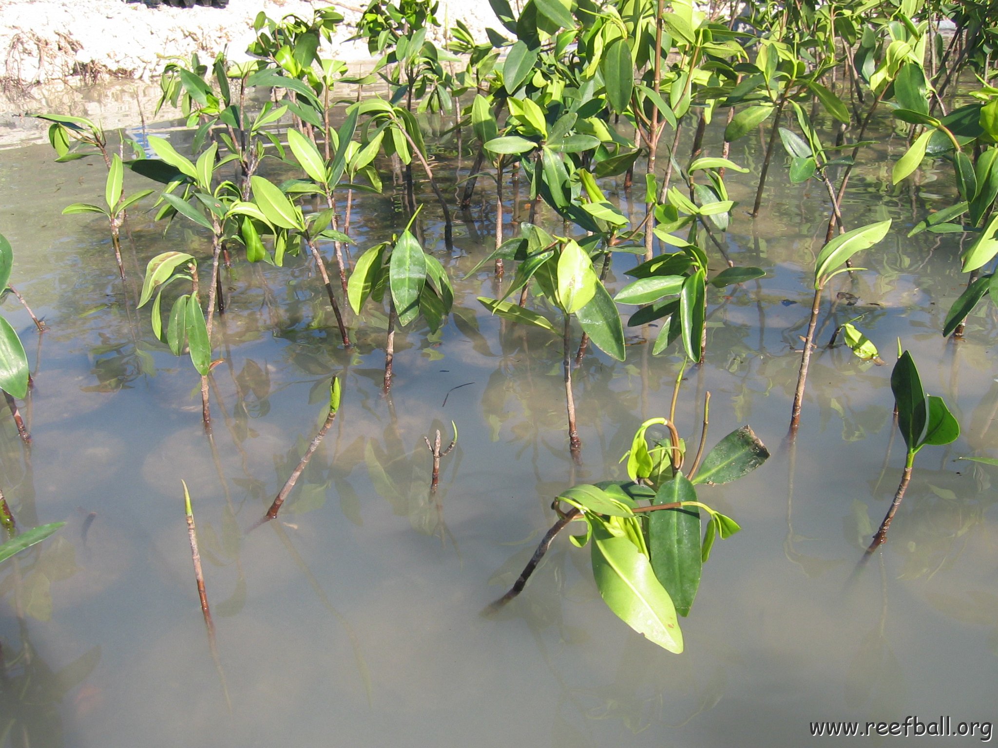 2nddaymangroves_071