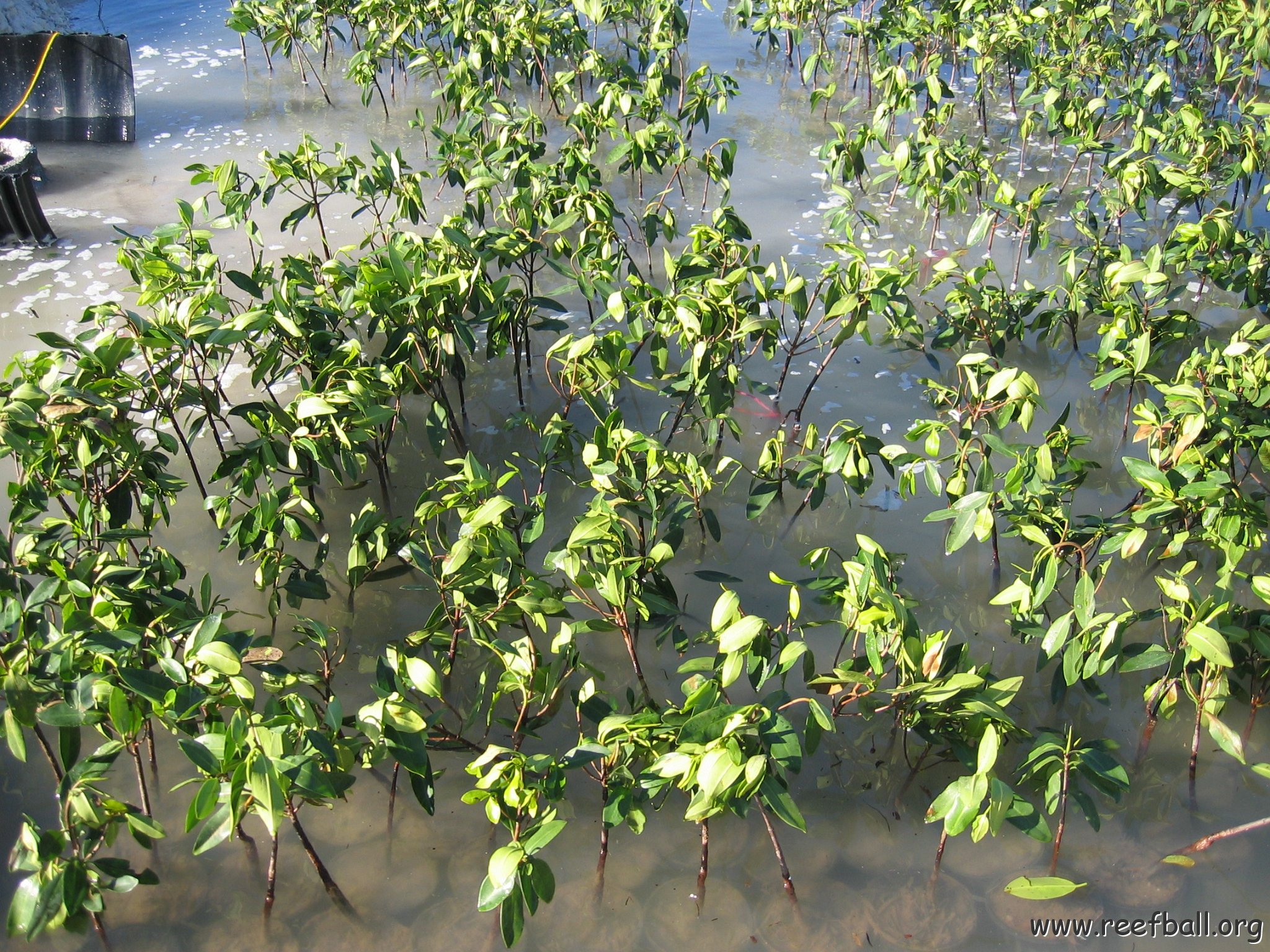 2nddaymangroves_072