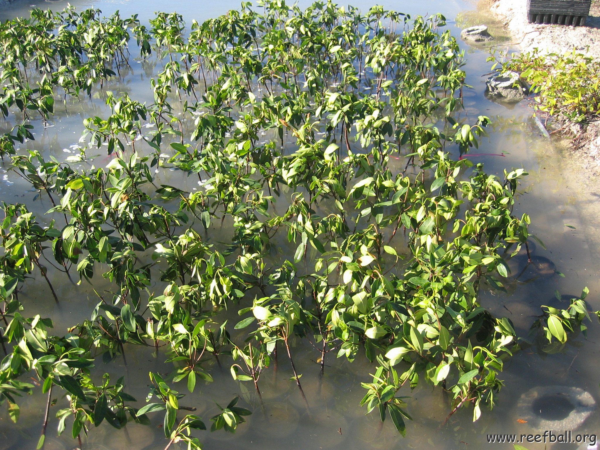 2nddaymangroves_073