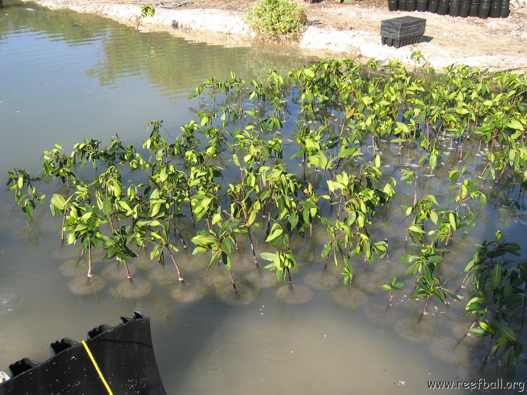 2nddaymangroves_075