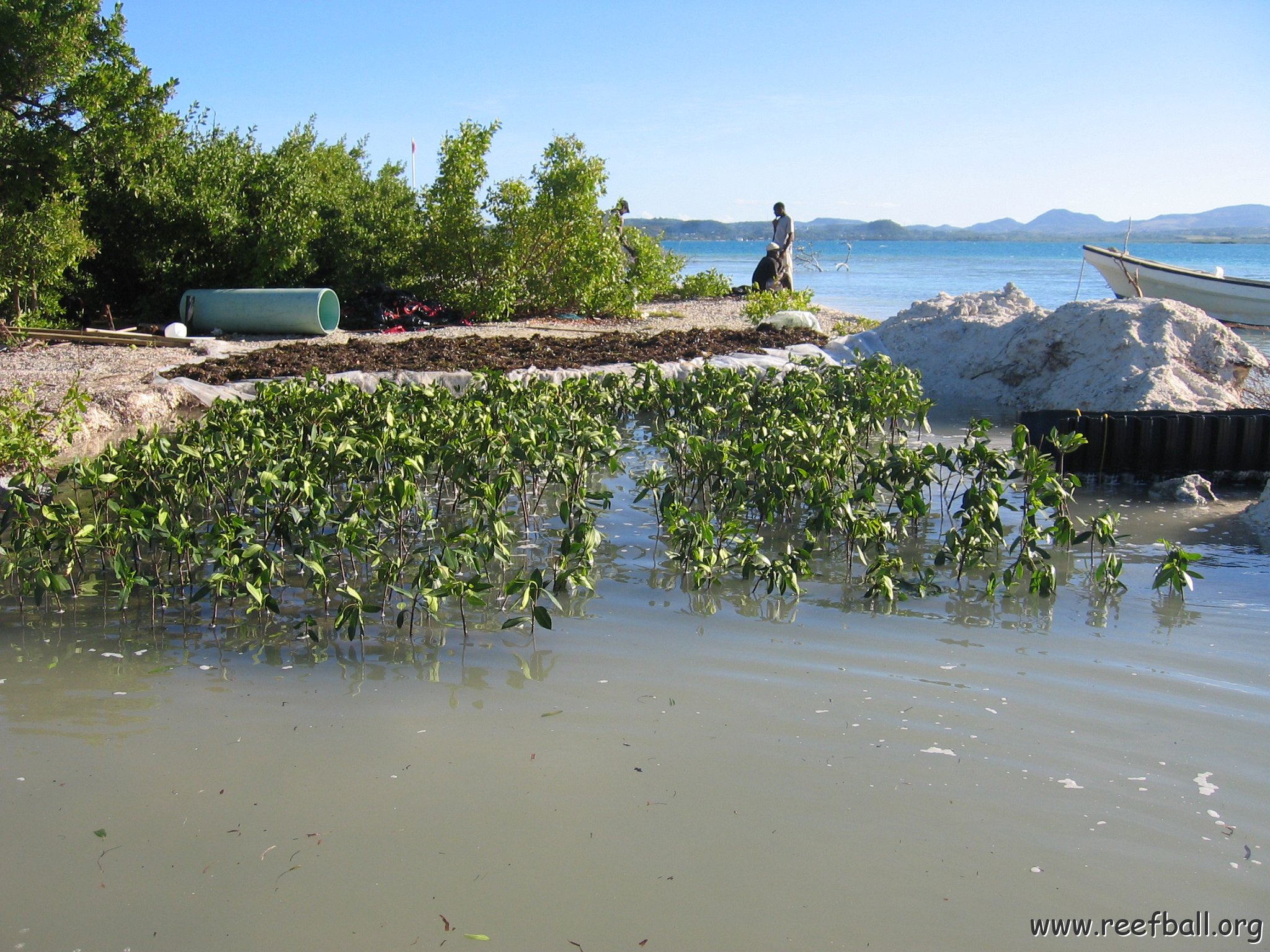 2nddaymangroves_076