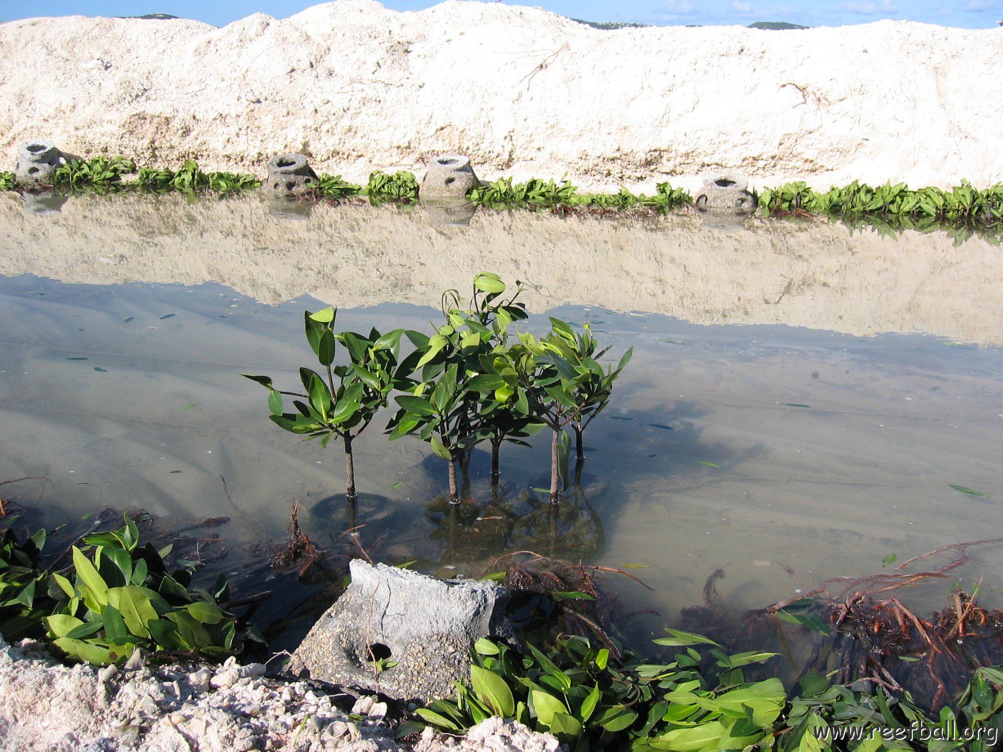 openingcontainerandfirstday4000mangroves_036