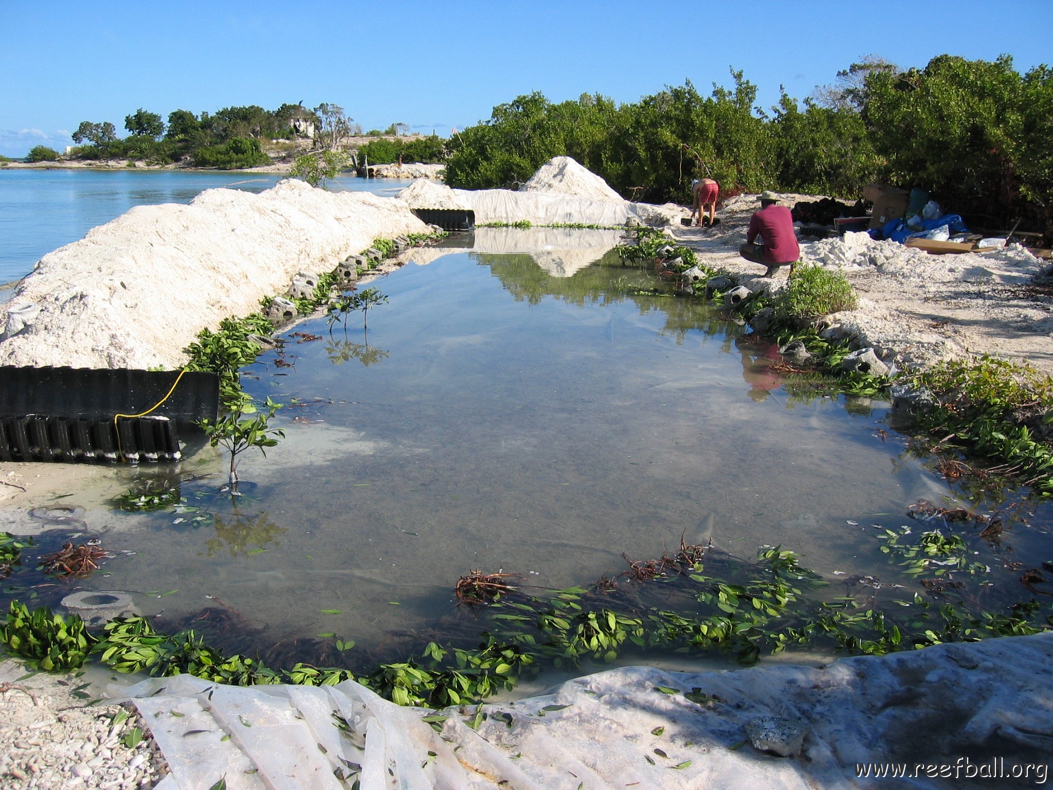 openingcontainerandfirstday4000mangroves_037