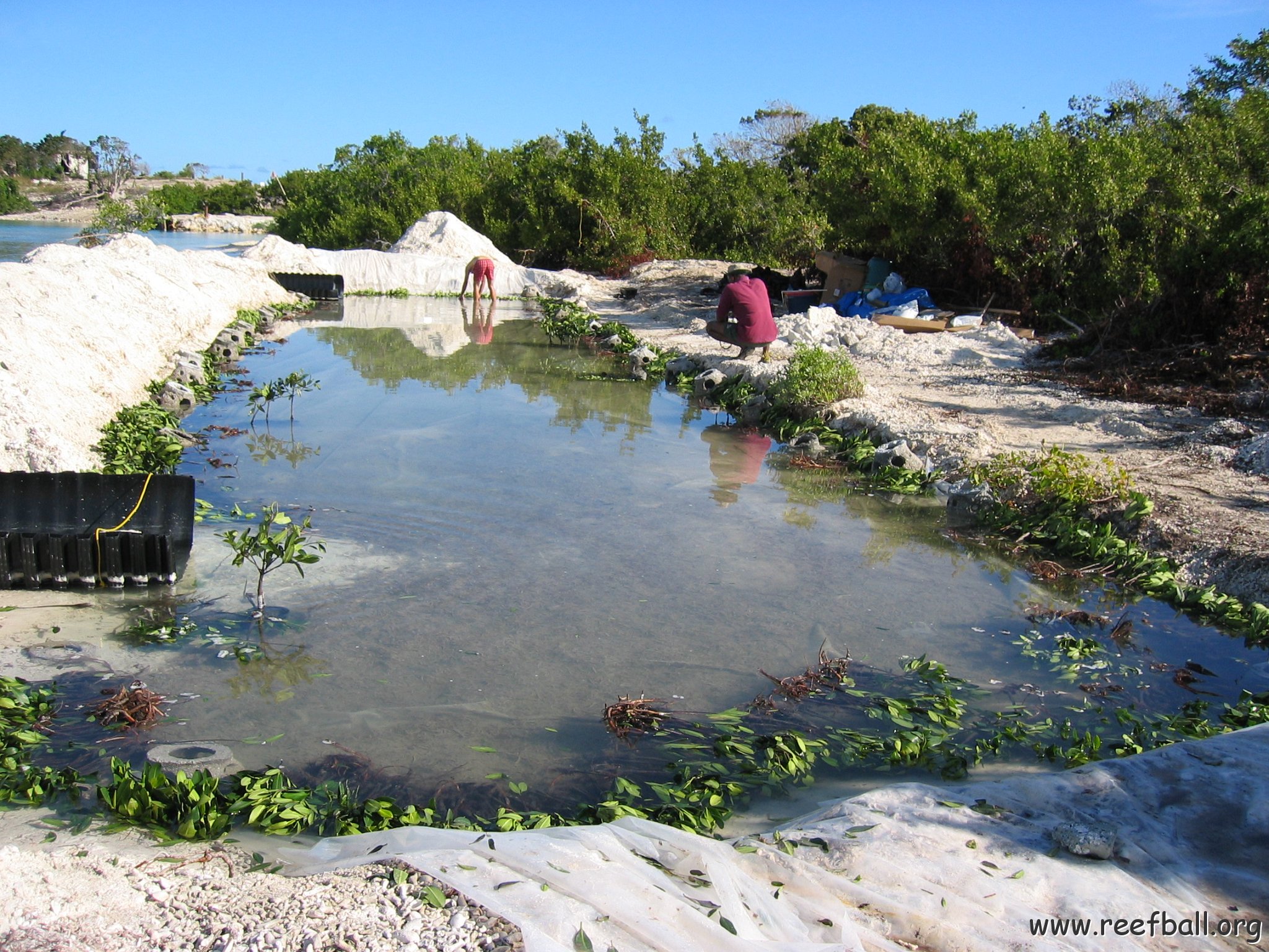 openingcontainerandfirstday4000mangroves_038