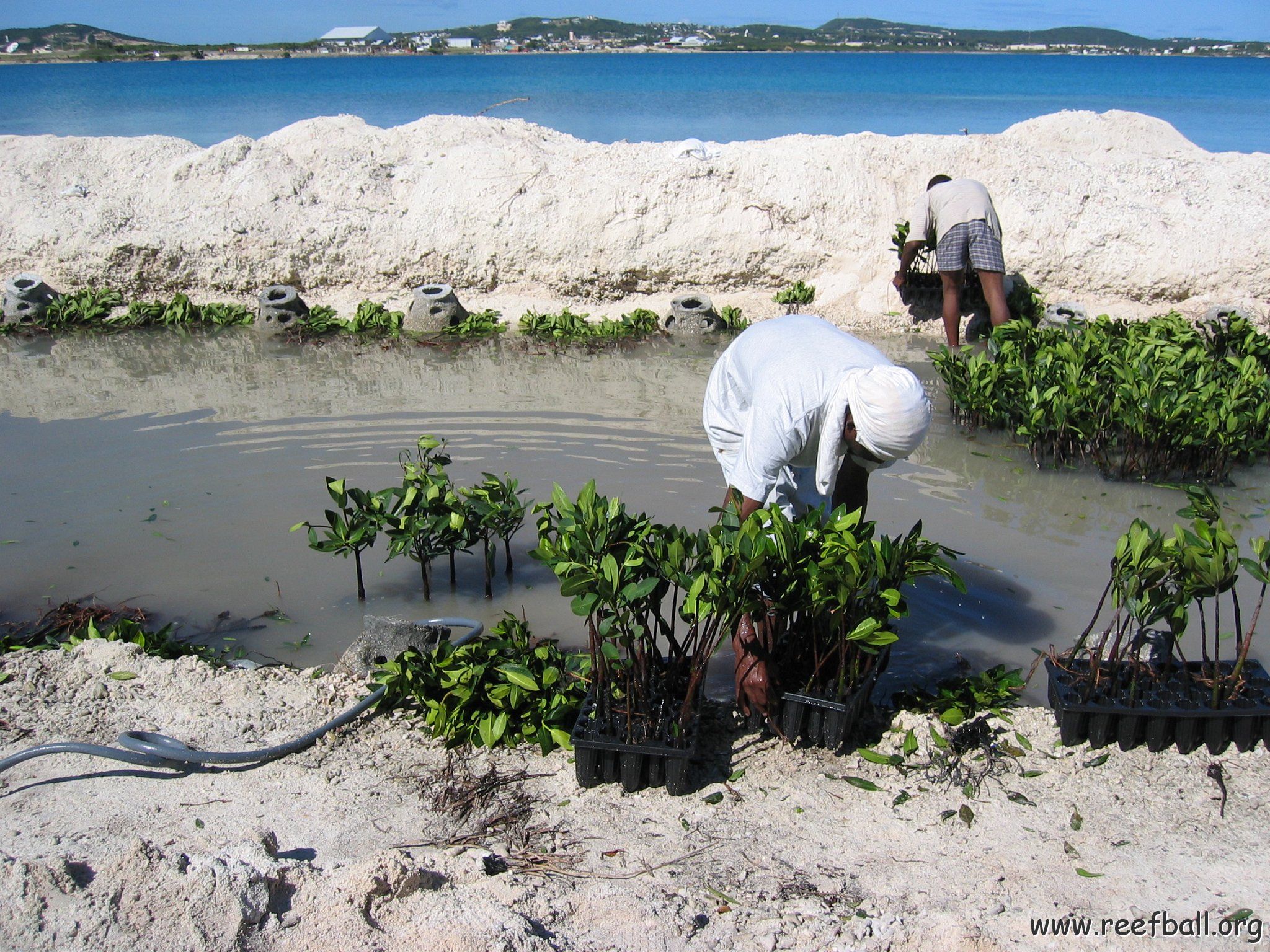 openingcontainerandfirstday4000mangroves_045