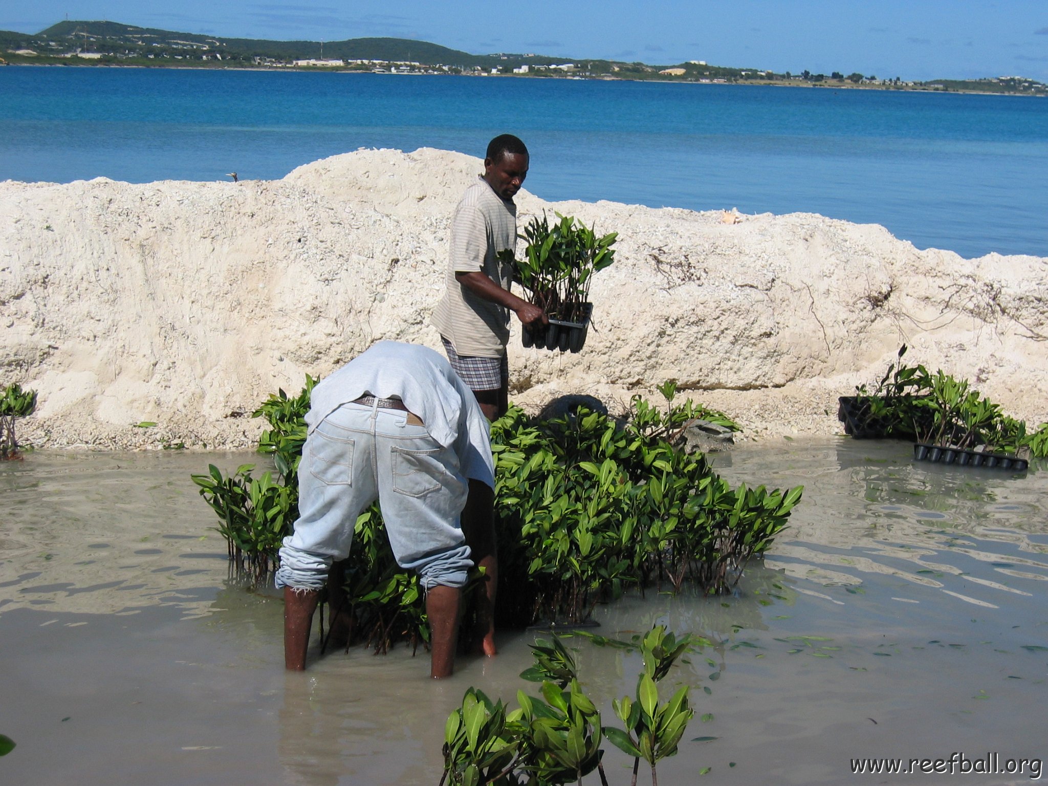 openingcontainerandfirstday4000mangroves_046