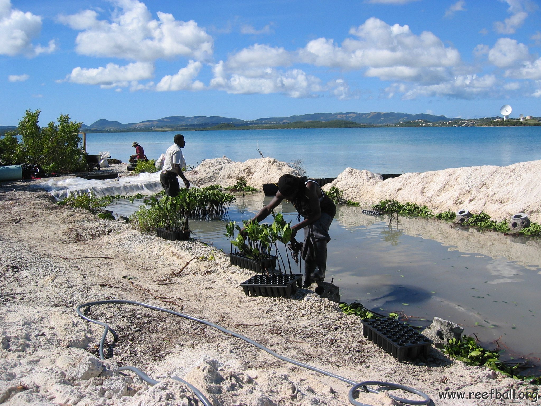 openingcontainerandfirstday4000mangroves_048