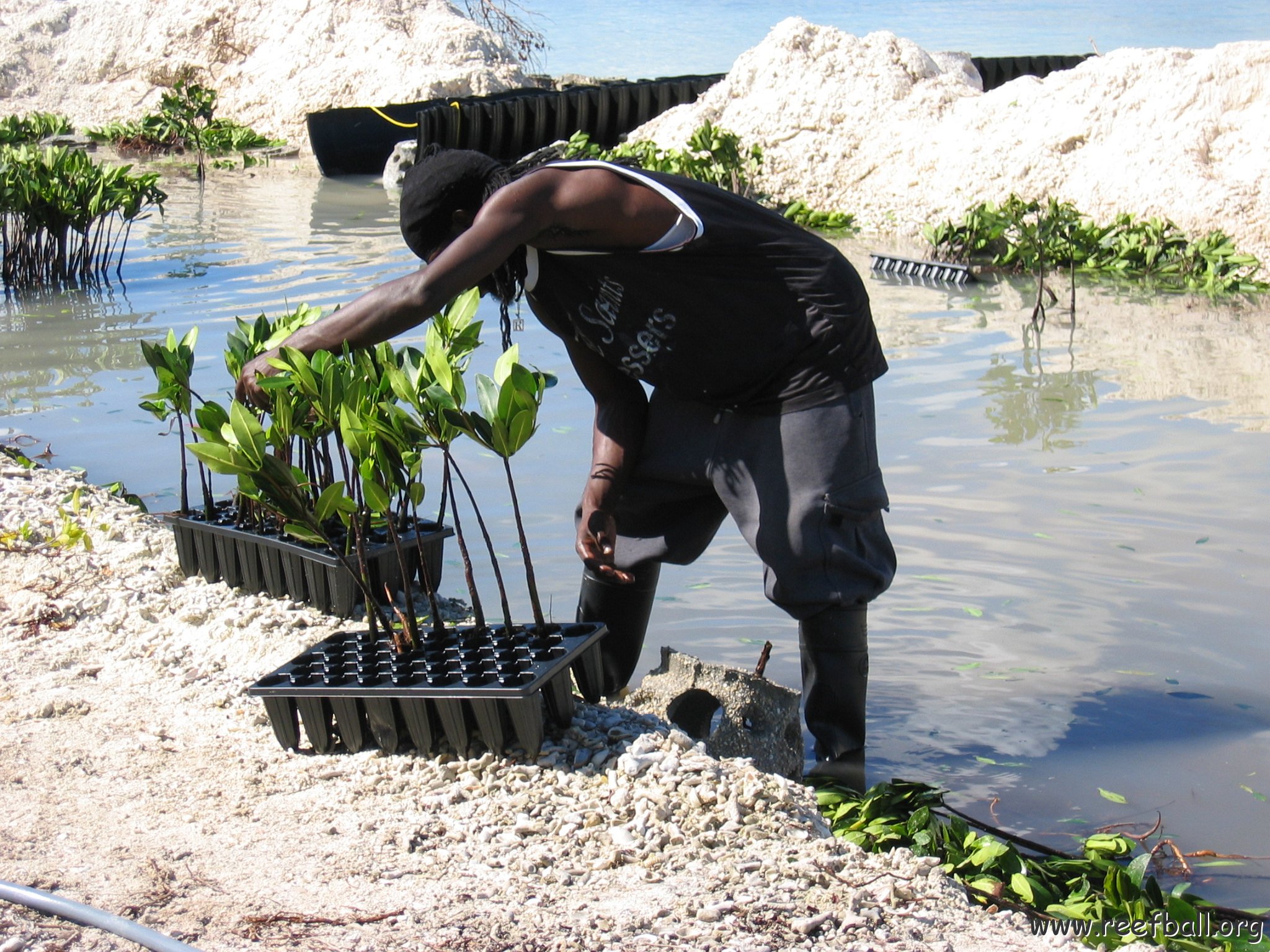 openingcontainerandfirstday4000mangroves_050