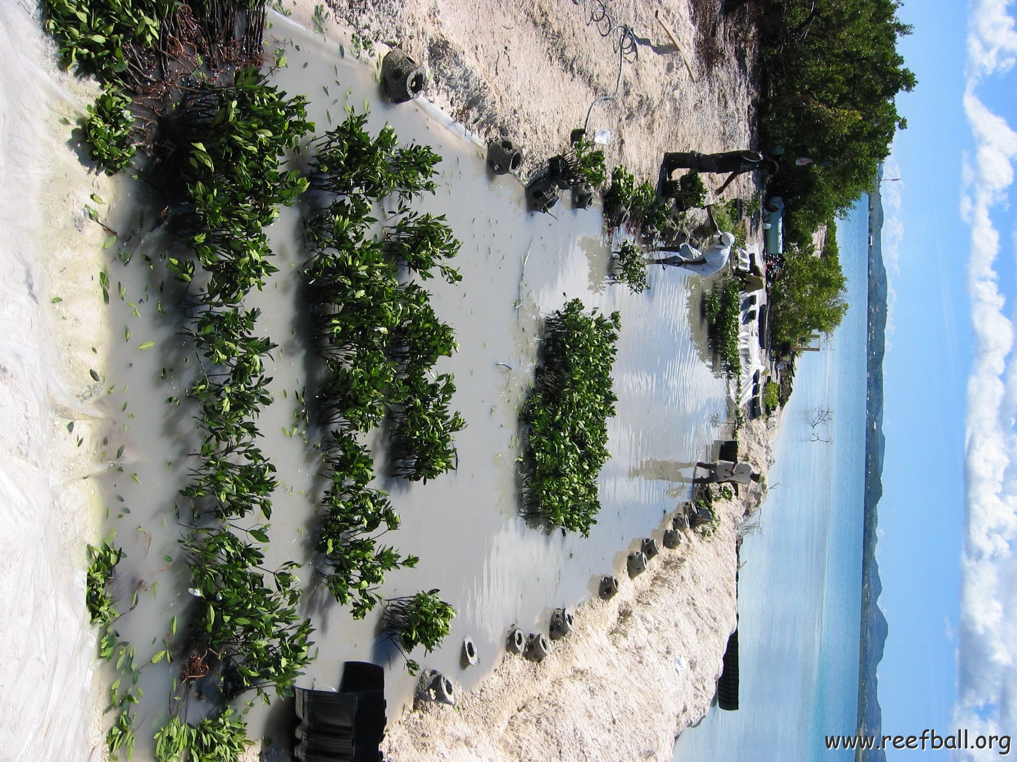 openingcontainerandfirstday4000mangroves_056