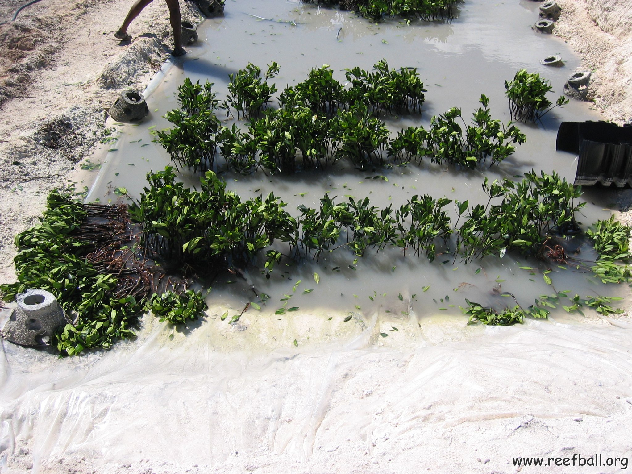 openingcontainerandfirstday4000mangroves_059