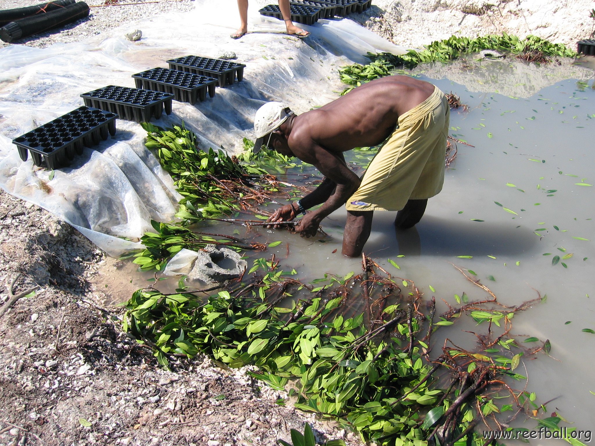 openingcontainerandfirstday4000mangroves_063