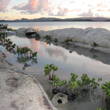 2nddaymangroves_015