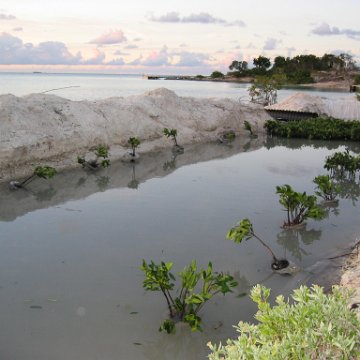 2nddaymangroves_022